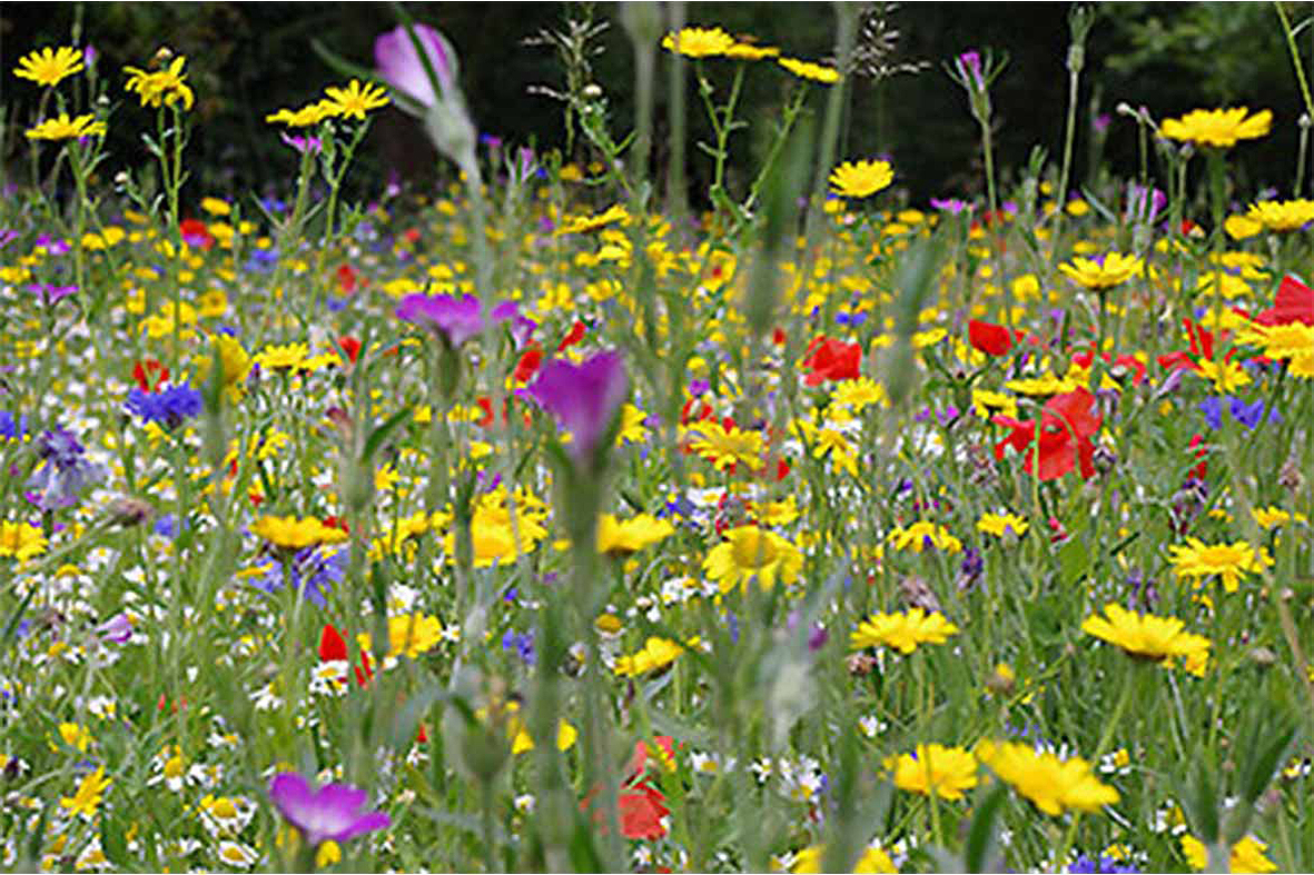 wild flowers picture